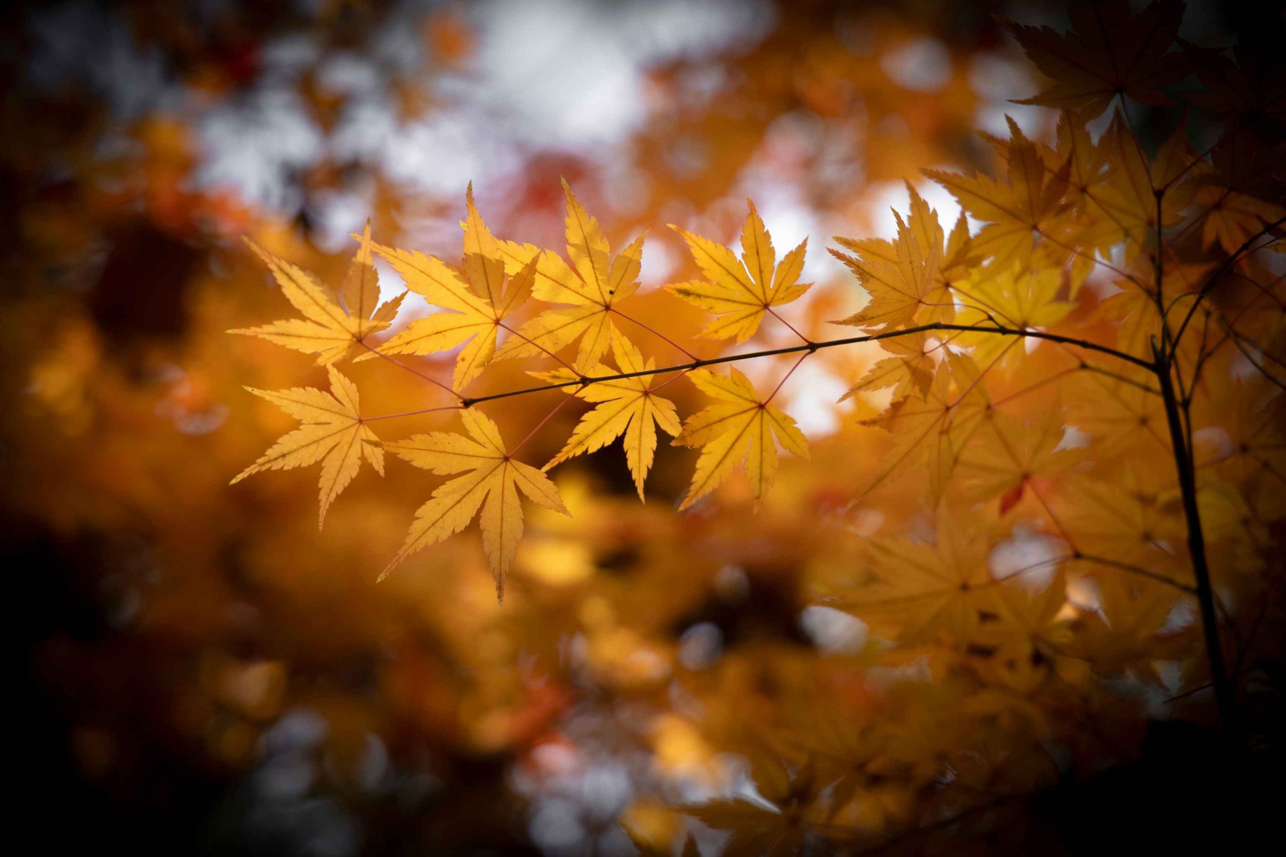 wenhao-ruan-VfWPi87SOKw-unsplash-1-scaled